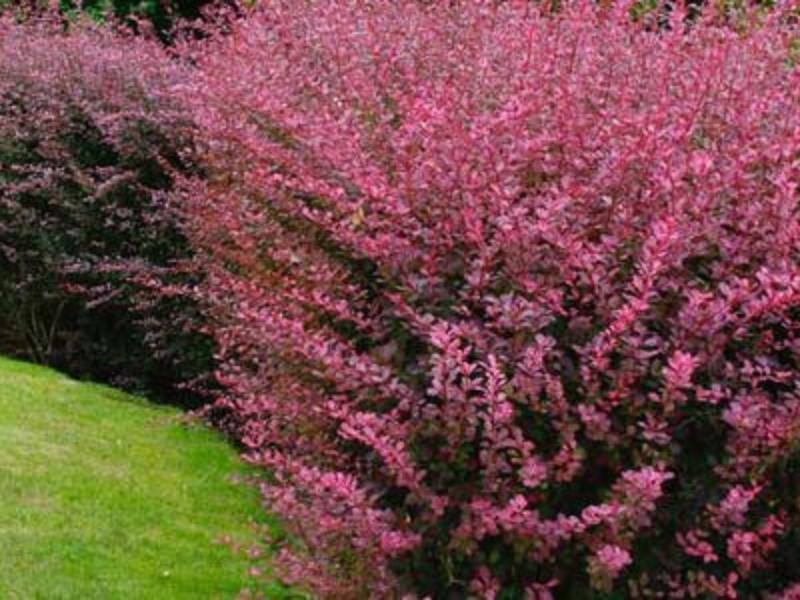 Plantas como aliadas na proteção de casas e condomínios